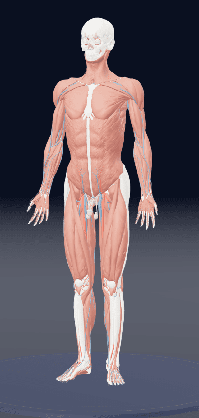 Human anatomical model showing muscles and skeleton